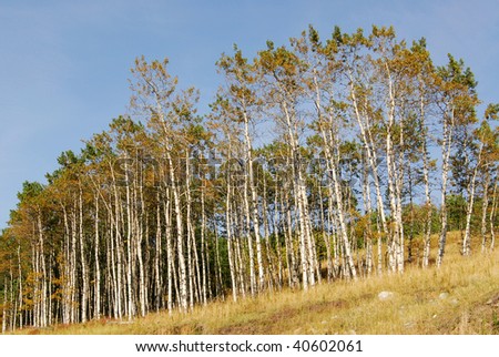 Autumn aspen forest towards the sky, kananaskis country, alberta, canada