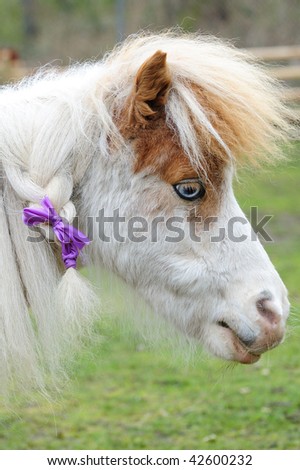 stock photo : Adorable pony with cute hairstyle in farm