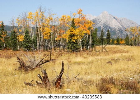 Colorful autumn view of rocky mountain meadows and forests in kananaskis country, alberta, canada