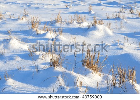Snow cups in sunset light in winter field, elk island national park, alberta, canada