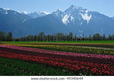 Spring scene of tulip field in sea bird island, british columbia, canada