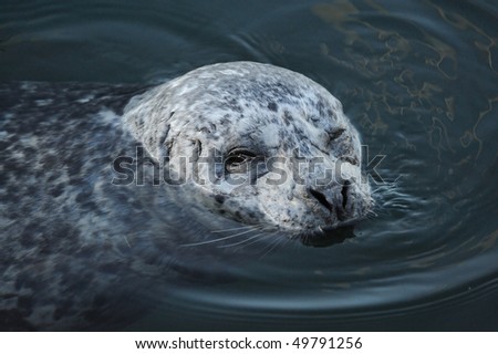 Harbor seal swimming in inner harbor, victoria, british columbia, canada