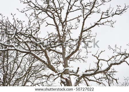 Scene of snow covered trees in winter beacon hill park, victoria, british columbia, canada