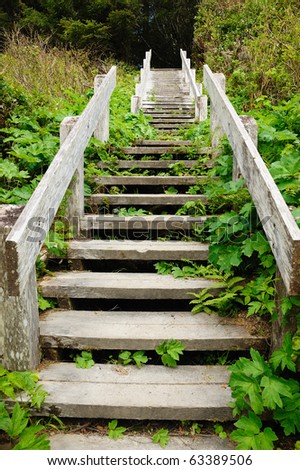Stair of a hiking trail in rain forest in the pacific rim national park, vancouver island, british columbia, canada