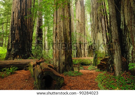 redwood national park in california, usa