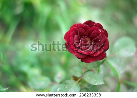 Red rose bloom with soft background focus. Close up.