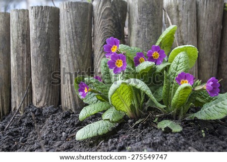 Lovely violet flowers and wooden fence