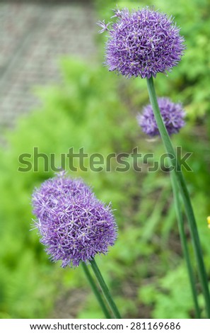 Onion flower in garden