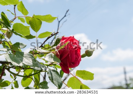 Red rose and blue sky