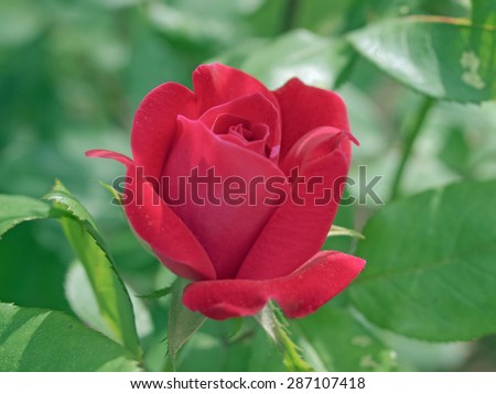 Red rose single growing in a yard