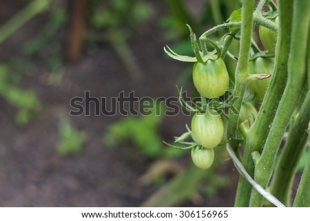 Fresh organic green tomatos in backyard