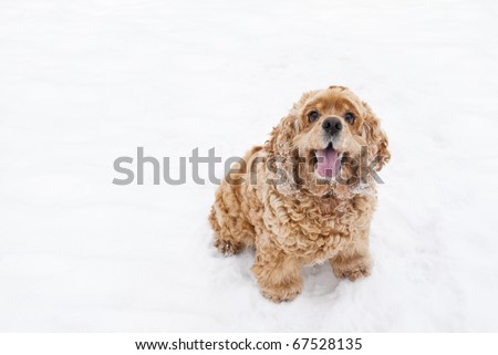 Red spaniel dog play in the snow in winter looks requests have
