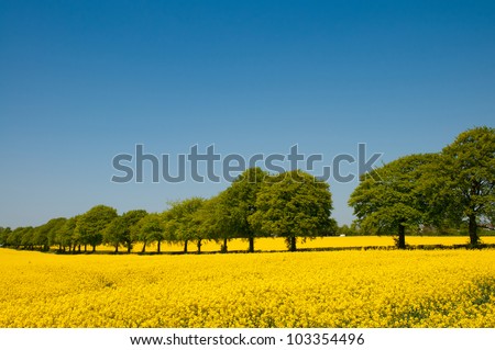 Summer landscape of canola rapeseed field in Wiltshire, UK