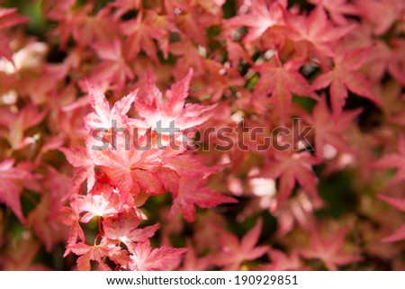 Red japanese maple leaves background