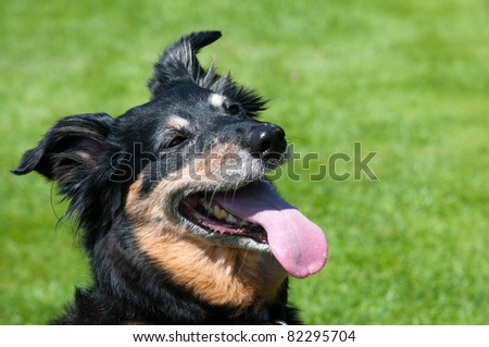 Close-up of happy  dog