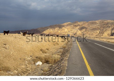 Bedouins walk with goats along the new King\'s Highway in Jordan, Arabia, Middle East