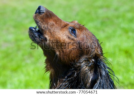 Wet dog barks her head up against the backdrop of lush green lawn