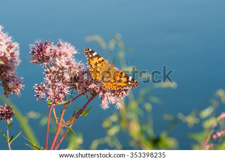Butterfly on a water plant in the sun