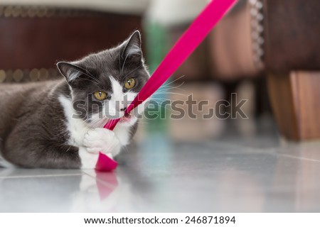Playful domestic shorthair cat biting into a pink ribbon