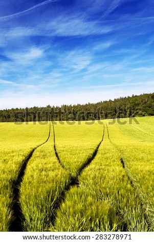 Deep and visible forking tractors tracks in a wheat field. Conceptual image for choosing a path.