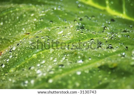 Wet leaf - rain drops on big leaf