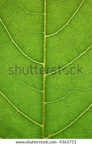 Closeup of a leaf with back lighting