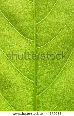 Closeup of a leaf with back lighting
