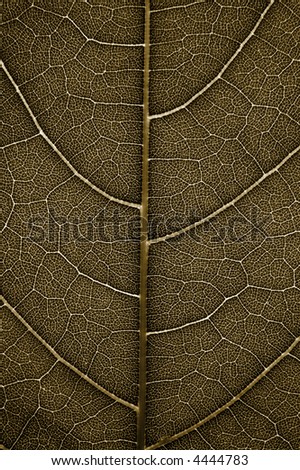 Closeup of a grunge leaf with back lighting