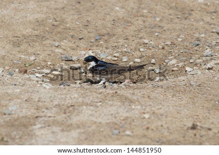 house martins collecting clay