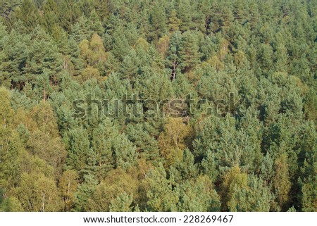 evergreen forest from above
