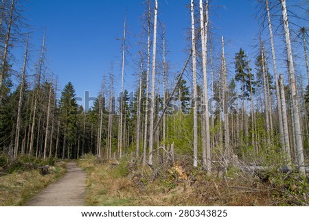 from bark beetle destroyed spruce forest