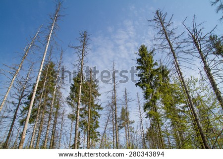 from bark beetle destroyed spruce forest