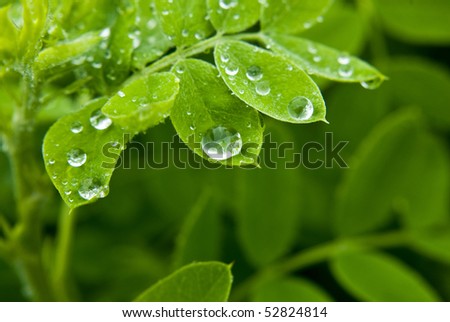 some leafs with dew drops