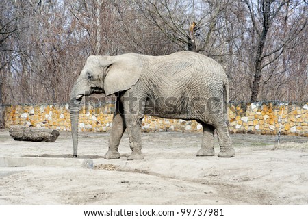 elephant in the zoo in winter