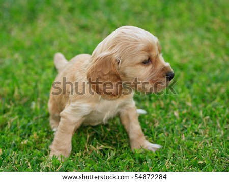 Cocker Spaniel Puppies on Cocker Spaniel Puppy Stock Photo 54872284   Shutterstock