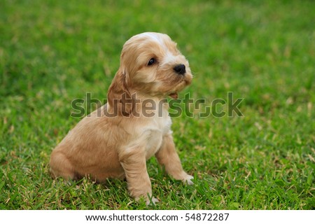 Cocker Spaniel Puppies on Cocker Spaniel Puppy Stock Photo 54872287   Shutterstock