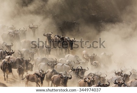 A herd of wildebeest running in the dust