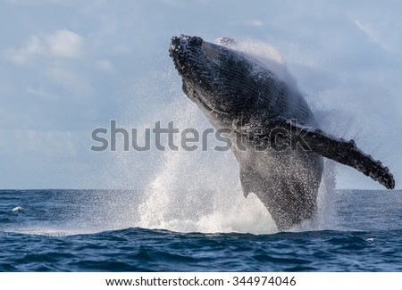 Jumping whale. Whale is doing a jump-type \