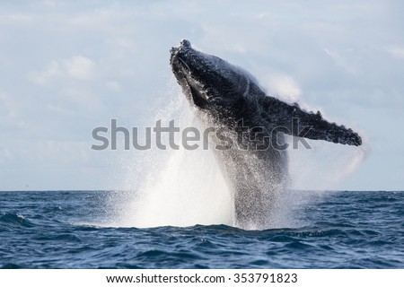 Humpback whale jump. Madagascar. The water area of the island of St. Mary.