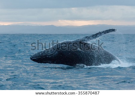 Humpback whale is jumping out of the ocean at sunset. Dynamic Photo. Motion.