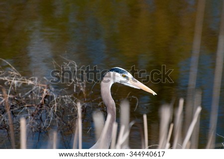 Master Fisher, Great Blue Heron hunting tadpoles in Colorado