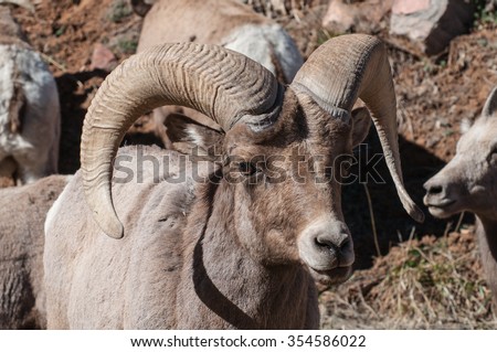 Big Horns, Sheep living on the rocks in the highlands in Colorado.