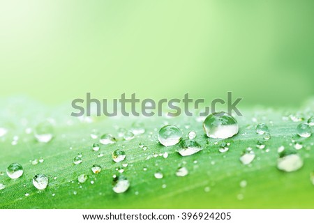Water droplets on a leaf, beautiful natural background