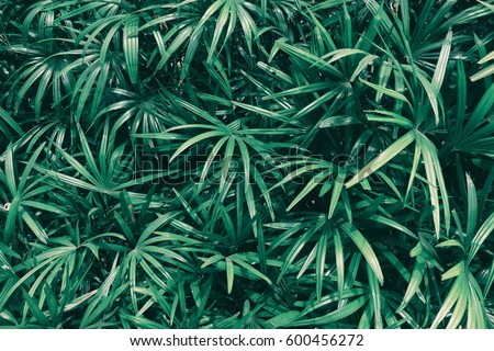tropical leaf texture background, dark green leaves are shaped like tiny spikes