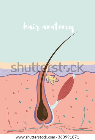 human skin hair structure anatomical sign stock vector 121646728 anatomical structure of the hair vector illustration of human skin structure 360991871 human skin hair structure anatomical sign stock vector 121646728 anatomical structure of the hair vector illustration of human skin structure 360991871