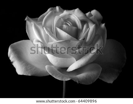 black and white rose in bloom over black background