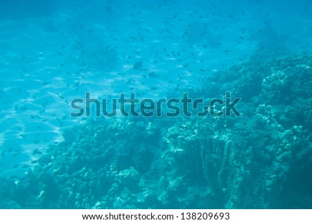 the underwater world of the Red Sea