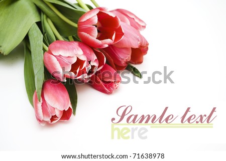 pink tulips on a white background to the holiday