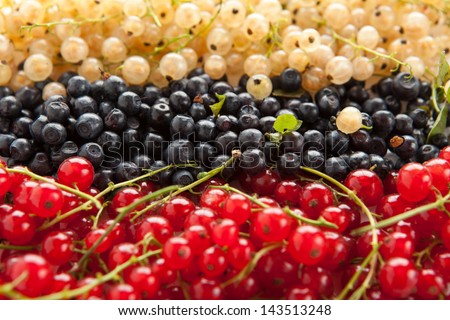 Berries ripe blueberries, red and white currants closeup