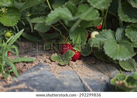 Culture in a greenhouse strawberry and strawberries in Greece
